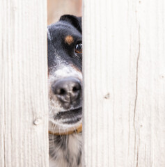 dog behind the fence