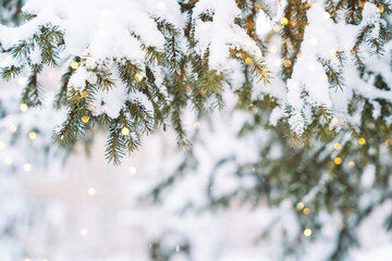 Snowy spruce branches with warm bokeh lights and copy space. High quality photo