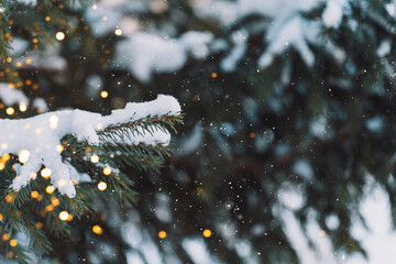 Backlit snowy spruce branch, close-up winter nature background. High quality photo