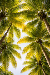 Sunlit tropical palm tree canopy, looking up through green fronds with sun flare. Summer vacation resort background, travel paradise, bright sky, vertical nature wallpaper, copy space in 4K.