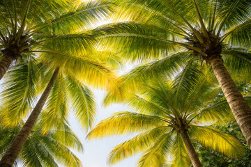 Tropical palm tree canopy looking up with sun flare and lush green fronds, bright summer vacation background with copy space, travel resort nature wallpaper.