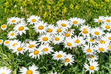 Fototapeta premium Daisy flower (Bellis Perennis) garden with green hedge