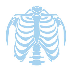 Human Rib Cage Illustration