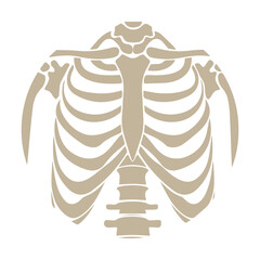 Human Rib Cage Illustration