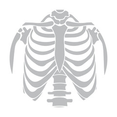 Rib Cage Illustration