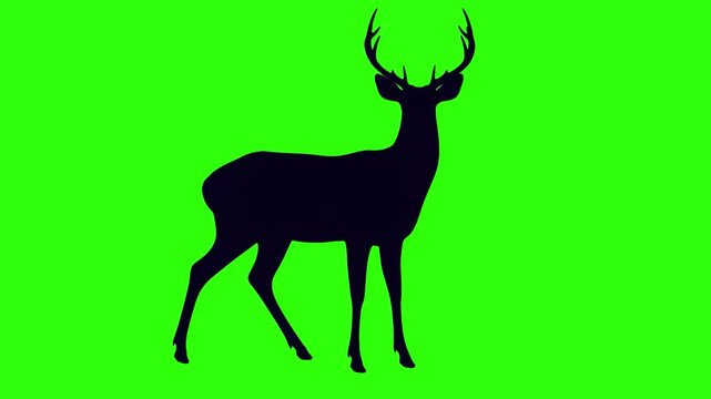 Deer Silhouette  Green Screen | Wildlife Animation