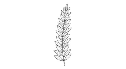 Naklejka premium Detailed black and white botanical line art drawing of a single fern-like leaf with many small leaflets on a white background.