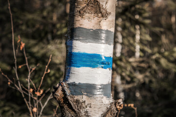 Blue hiking trail mark painted on a tree trunk in a forest. A symbol of direction, journey and hiking in a natural environment.
