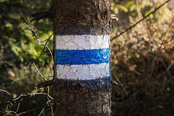 Blue hiking trail mark painted on a tree trunk in a forest. A symbol of direction, journey and hiking in a natural environment.