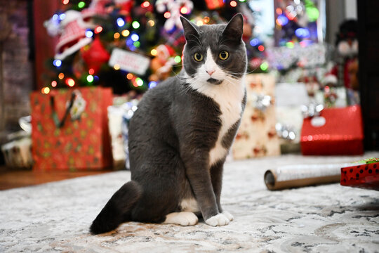 cat with christmas decorations