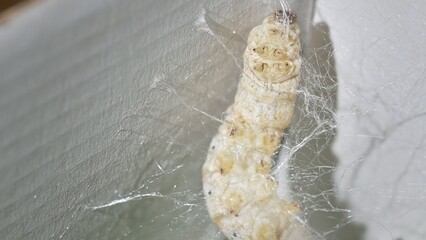 Macro Close-Up of Silkworm Weaving a Silk Cocoon Inside a Box