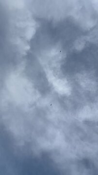 Cinematic view of birds in flight