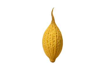 Dried mustard seed pod husk with detailed natural texture isolated on a transparent background
