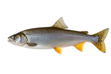 Arctic Grayling Fish Isolated