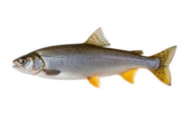 Arctic Grayling Fish Isolated