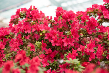 Naklejka premium Flowering bright pink azalea, genus rhododendron. Wallpaper. Space for text. High quality photo