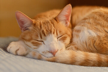 丸まって寝る猫の顔