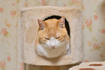 キャットハウスで寝る猫