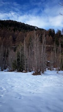 Winter mountain forest landscape. Snow-covered meadow with bare trees and evergreen pines, hillside forest, and blue sky with clouds. Natural alpine scenery filmed in Obergoms, Switzerland.