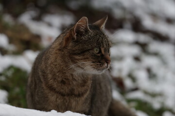 tabby and white cat outdoors with green plants garden in street cars