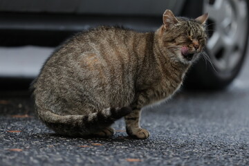 tabby and white cat outdoors with green plants garden in street cars