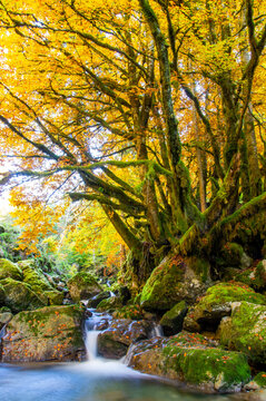 stream