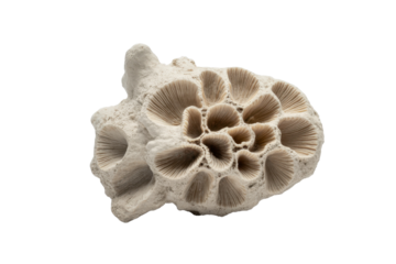 Fossil Coral on Transparent Background