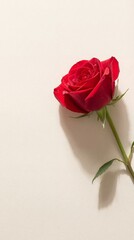 Single red rose on a plain background