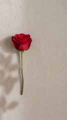 Single red rose against a neutral background