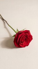 Single red rose on white background
