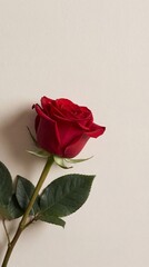Single red rose on a light background
