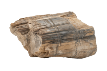 Petrified Wood Specimen on Black