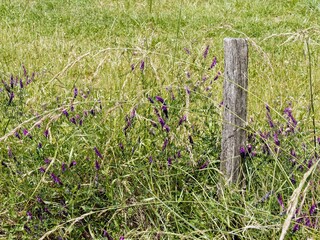 (Vicia cracca) Tufted vetch or Blue vetch  blooming in clusters of pink and purple flowers in spikes  on climbing stems along woodland edges, scrubland and grassland
