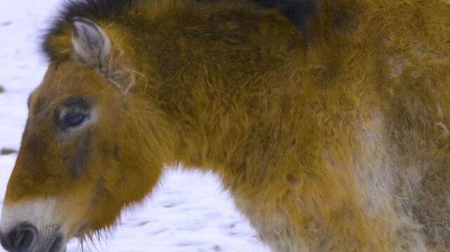 Close up of a Przewalski's horse moving around a meadow in snow on a sunny winter day in January