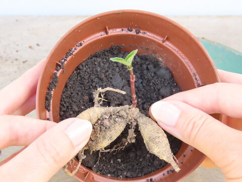 Closeup of woman hands holding a dahlia tuber with a sprout over a brown container with soil. Dahlia tuber with sprout. Growing dahlias.	
