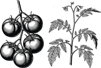 Detailed vintage black and white engraving of fresh tomatoes on a vine and a biological tomato plant branch illustration © Mukta  Creative