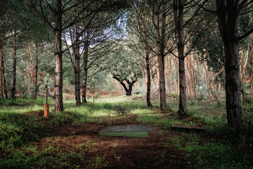tunnel fairway on the disc golf course on portugal alentejo