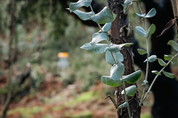 blurred disc golf basket behind a branch
