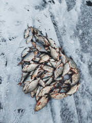 Many fish caught on ice with snow covering the ground during winter fishing season