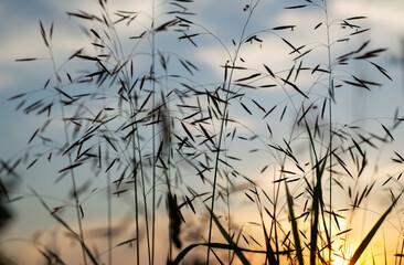 Silhouetted Grass Against a Colorful Sunset Sky in a Tranquil Landscape