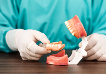 A dentist holds an anatomical model of a jaw with a full set of teeth. Planning for implant surgery and dental replacement  mandibular bone anatomy concept for modern dental treatment © Tom