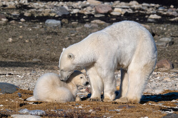 polar bear cub © Inna