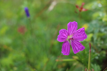 Fototapeta premium Gros plan d’une fleur sauvage capturant la beauté de la nature