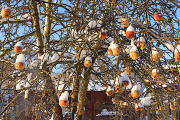 Apples on a tree under the snow during a severe frost, covered with frost. Unharvested fruit serves as food for wintering birds in winter and helps them survive the cold. In villages,