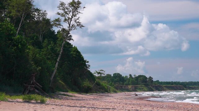 secluded sandy beach with forest canopy and gentle waves under cumulus sky, driftwood and pebbles along shoreline, verdant bluff