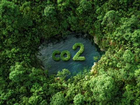 CO2 Symbol Created by Trees Inside Forest Lake