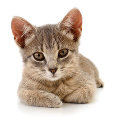 Portrait of a grey tabby kitten isolated on white