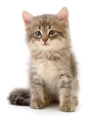 Small grey kitten sitting isolated on white background