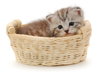 Small tabby kitten sitting in wicker basket isolated on white