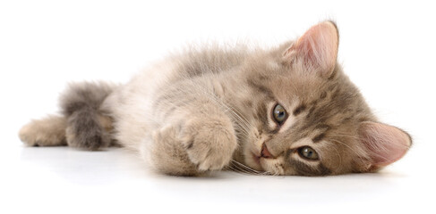 Cute fluffy kitten lying isolated on white